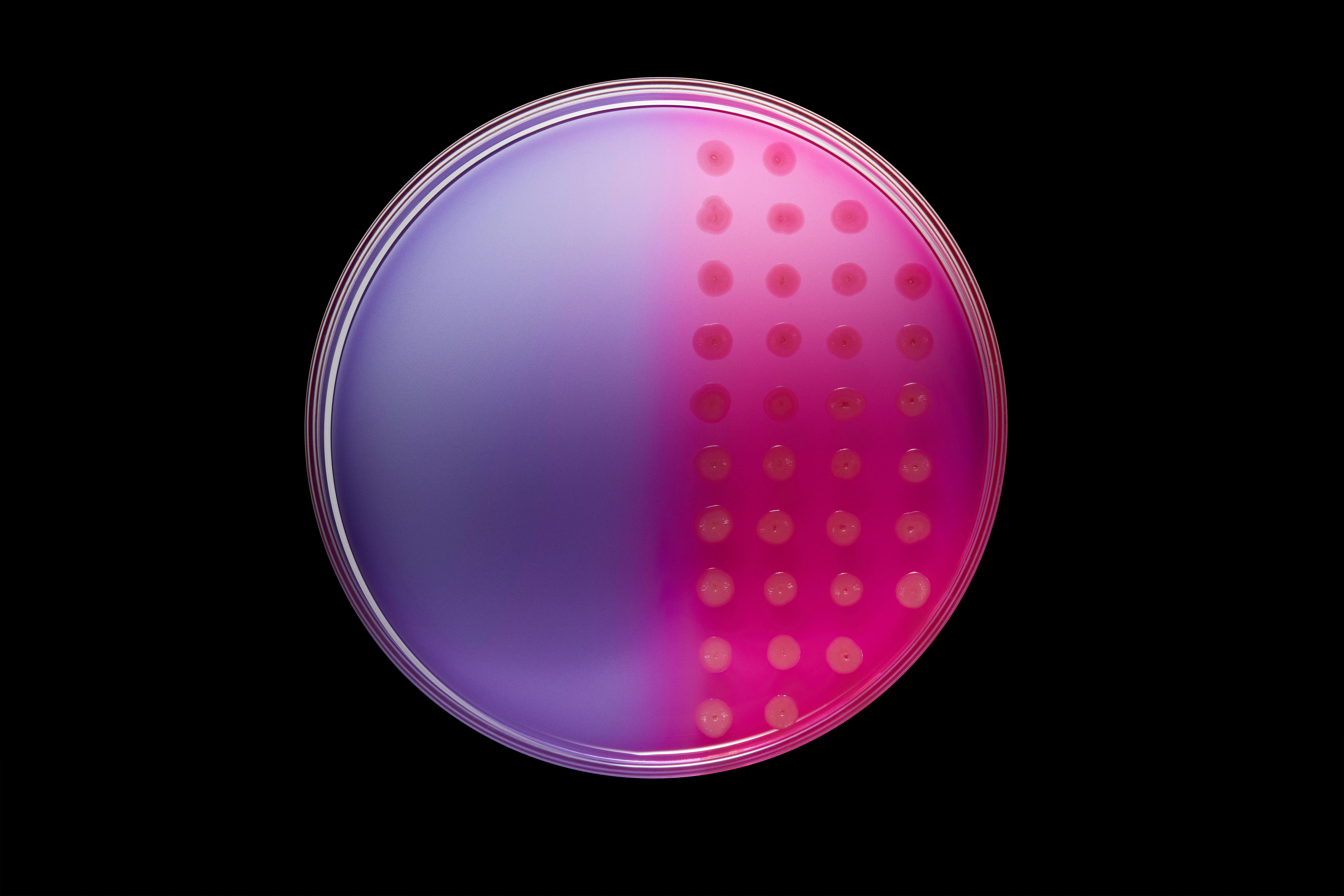 Eine Petrischale, die auf der linken Seite halb lila und unbesiedelt ist und auf der rechten Seite rosa und mit Reihen kleiner Bakterienflecken besiedelt ist, vor einem schwarzen Hintergrund.