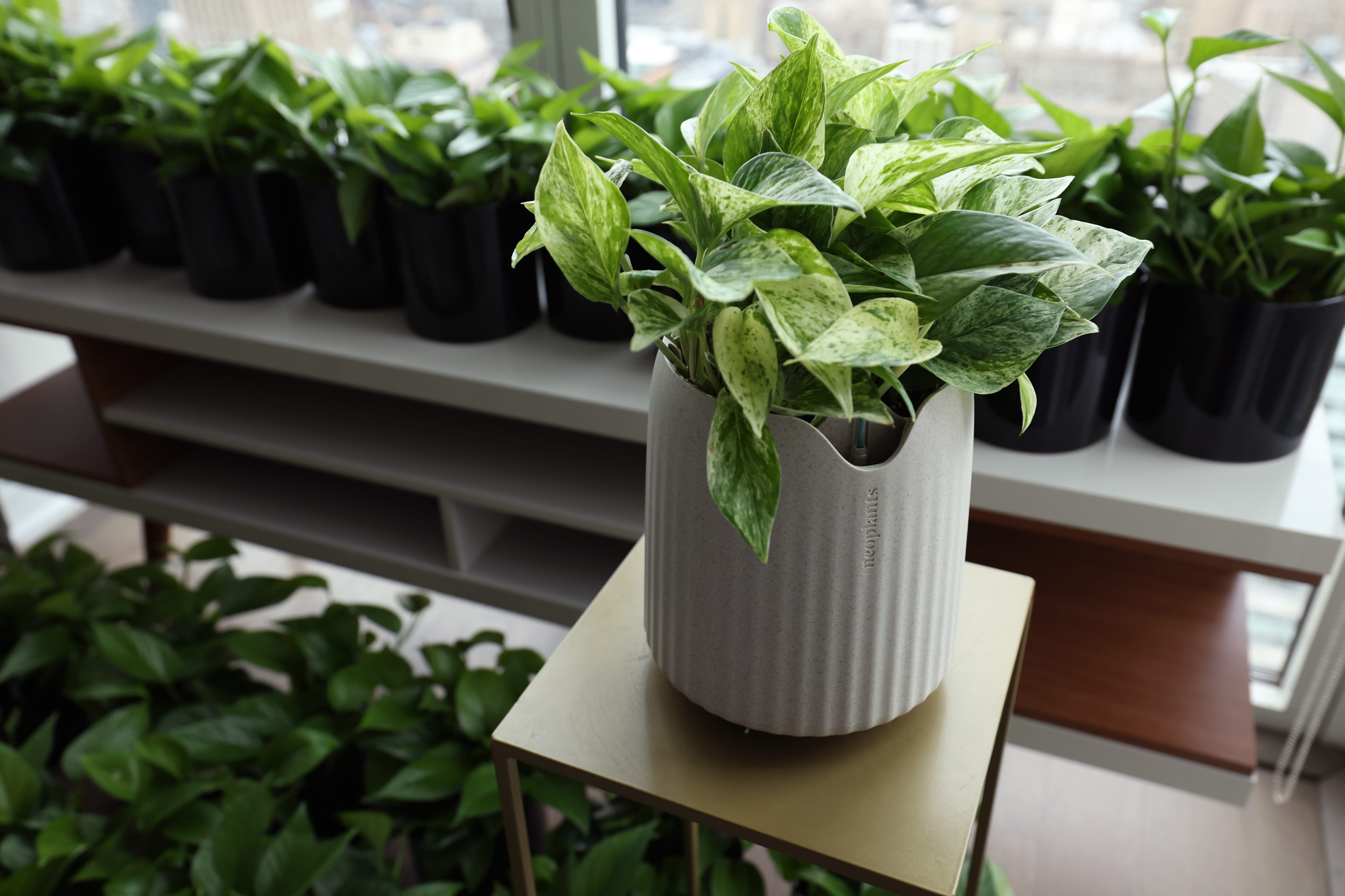 Eine marmorierte Pothos-Zimmerpflanze, eingetopft in einem speziellen, von Neoplants entworfenen Topf, steht auf einem kleinen Tisch mit weiteren Pflanzen vor einem Fenster im Hintergrund.