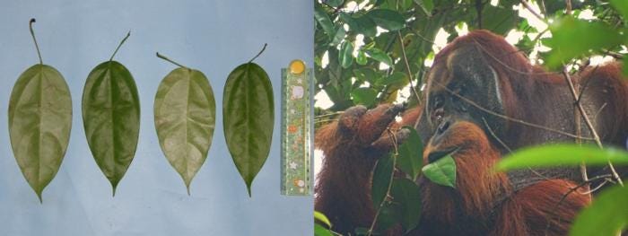 Seite an Seite von Akar-Kuning-Blättern und einem Orang-Utan, der sich in freier Wildbahn von ihnen ernährt.