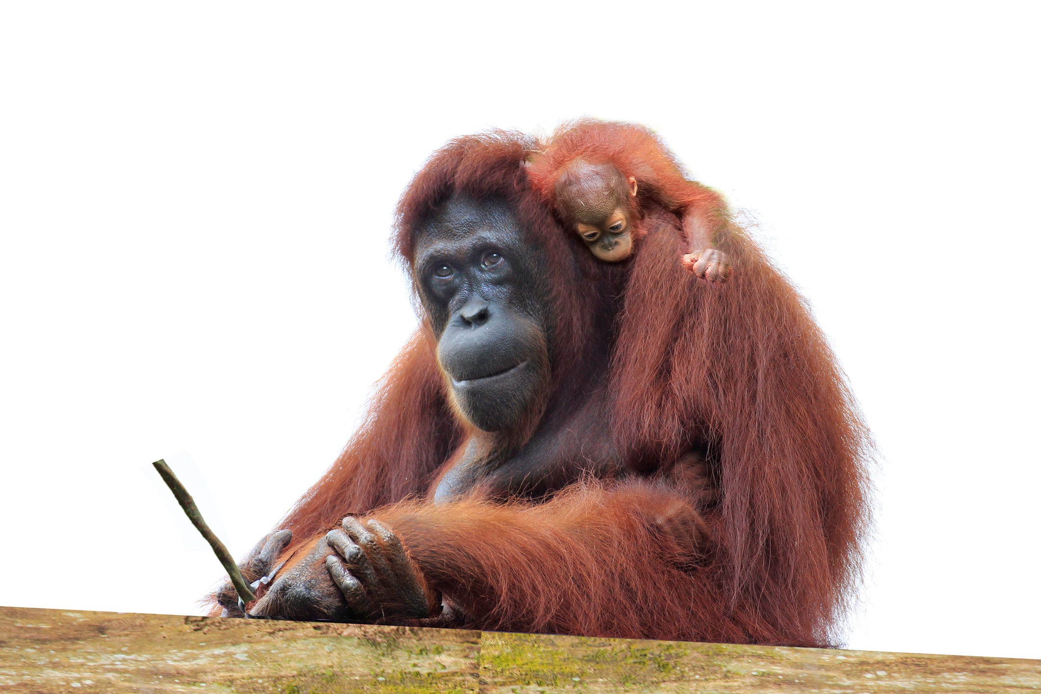 Eine Orang-Utan-Mutter mit einem Baby auf dem Rücken