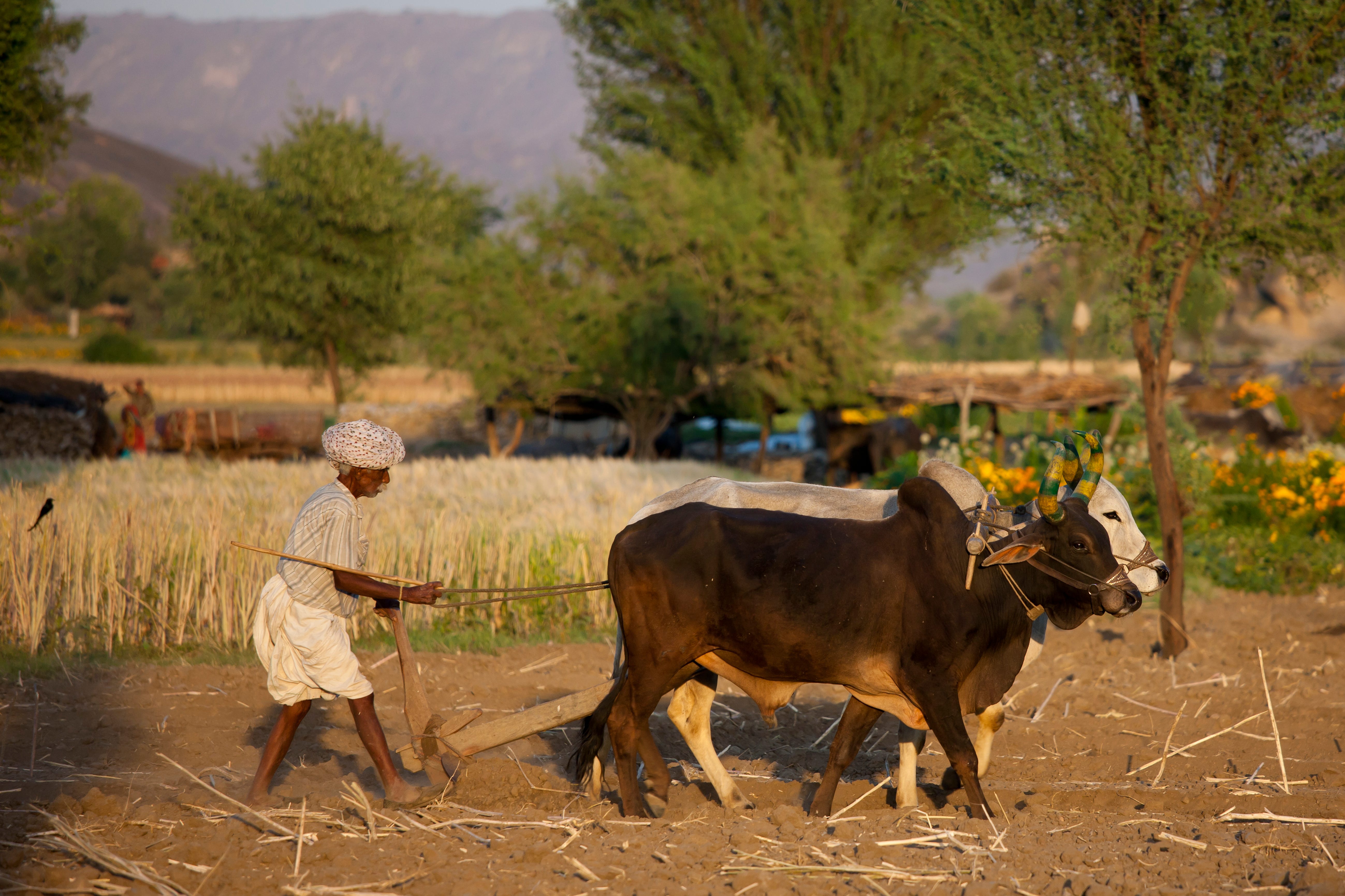Ein Bauer pflügt mit Ochsen Felder für den Linsenanbau in Nimaj, Rajasthan, Nordindien.
