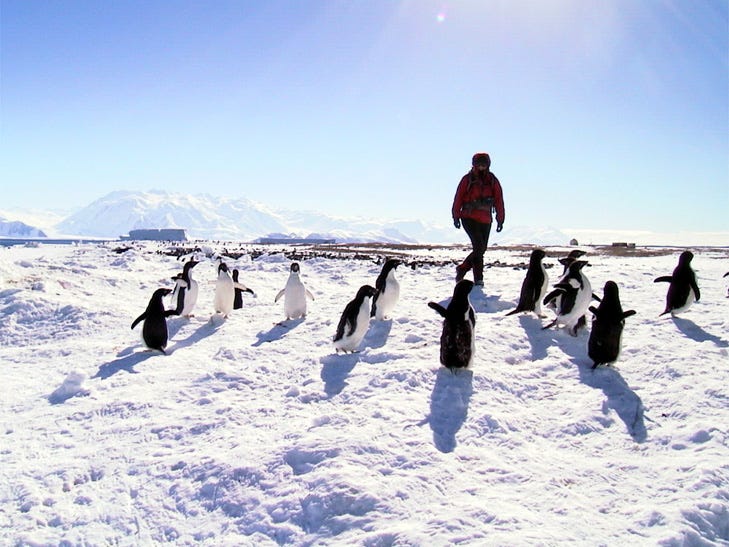 Eine Person geht durch eine verschneite Landschaft, umgeben von Pinguinen