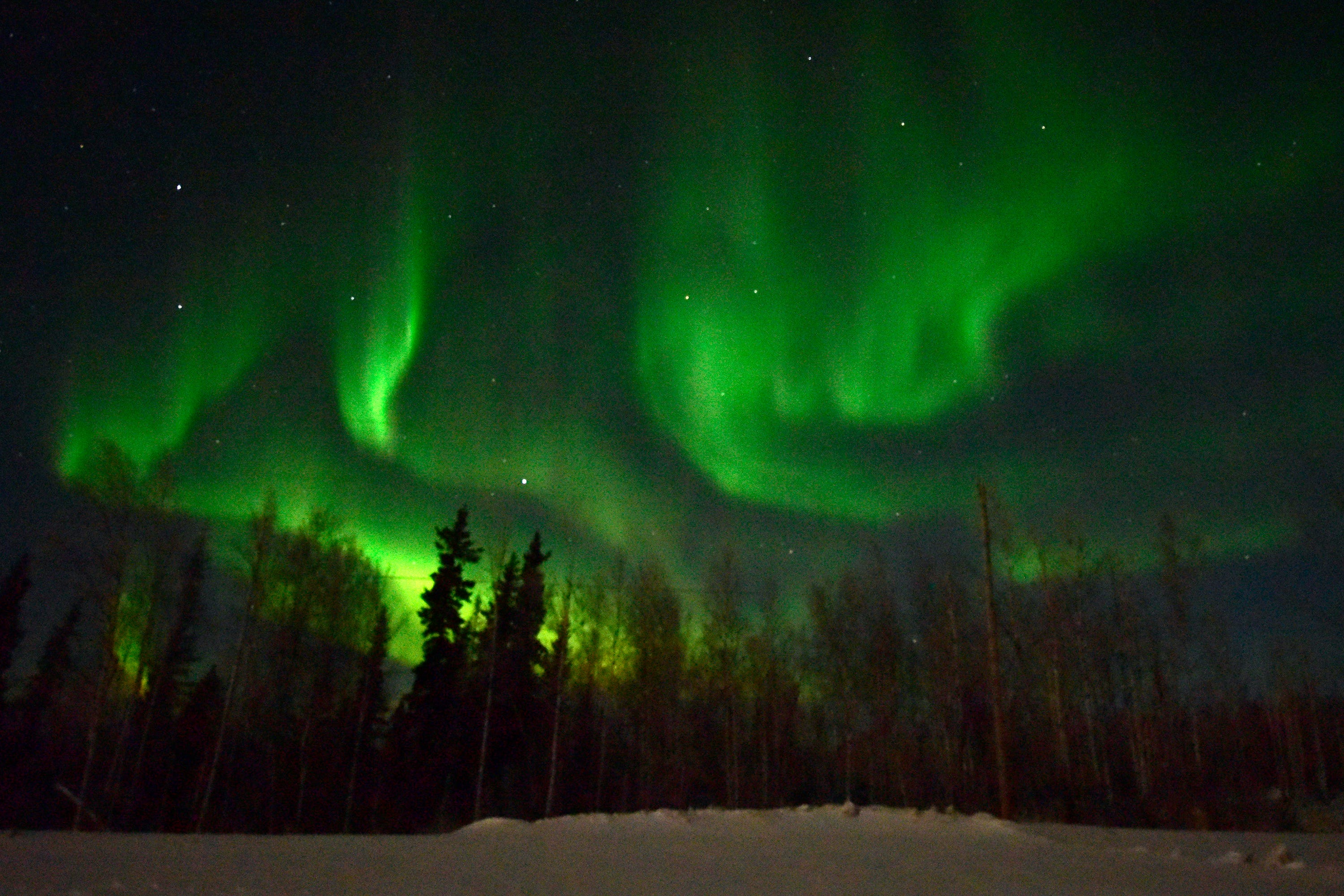 Grüne Aurora Borealis erscheint am 6. Januar 2017 am Himmel, Bäume und Schnee im Vordergrund, entlang des George Parks Highway etwa 15 Meilen westlich von Fairbanks, Alaska.