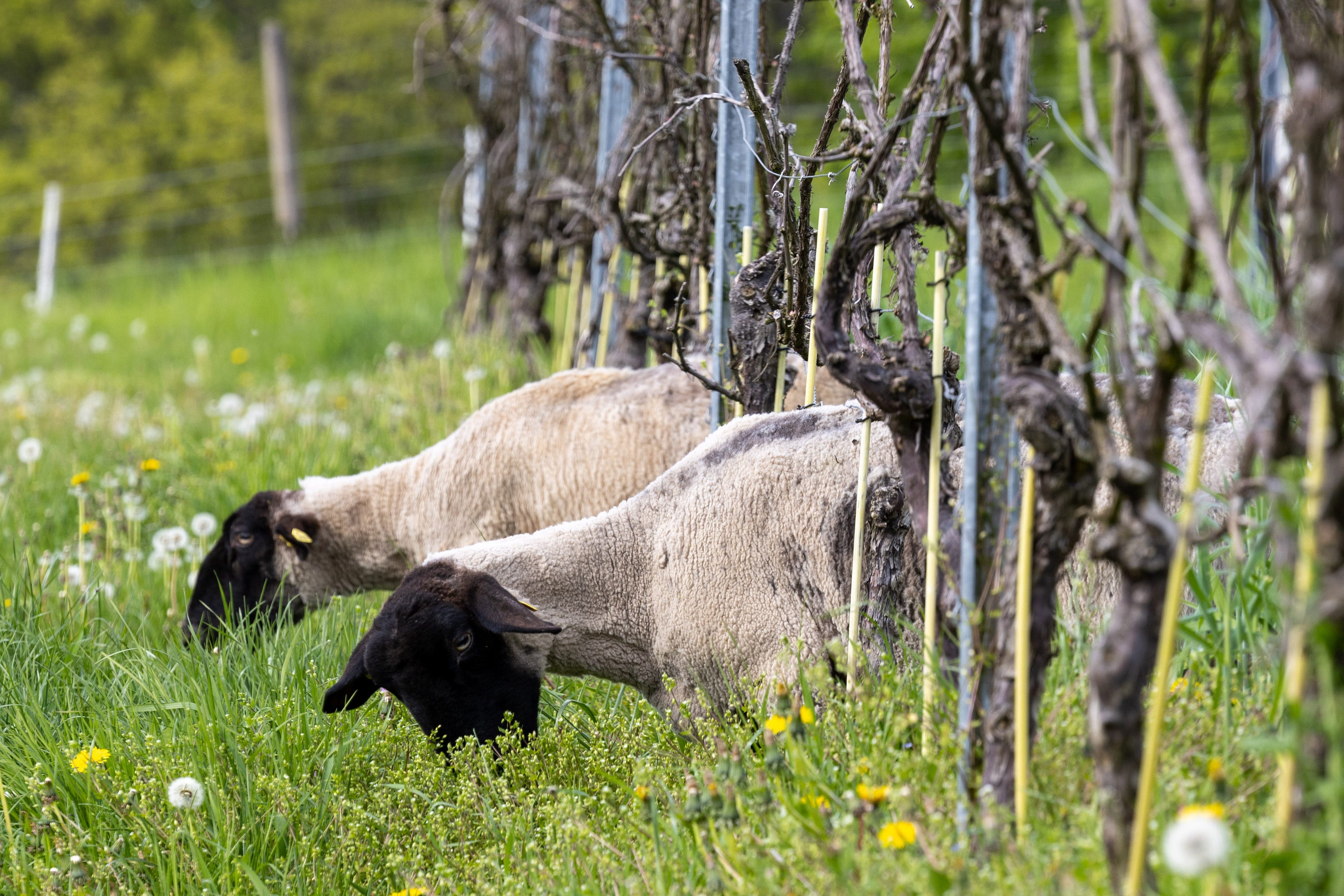 Schafe grasen neben den Weinreben eines Weinbergs.