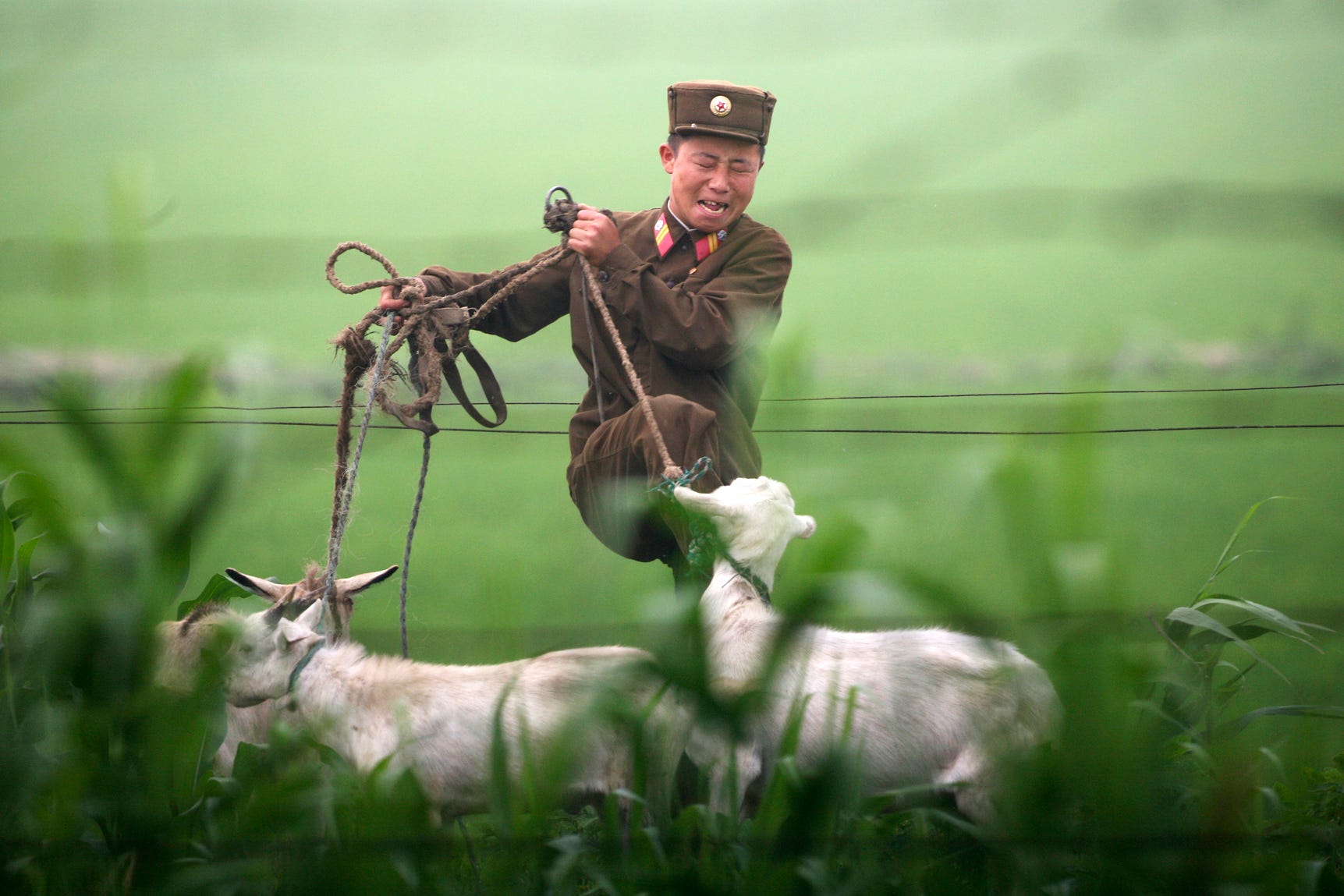 Nordkoreanischer Soldat hütet Ziegen