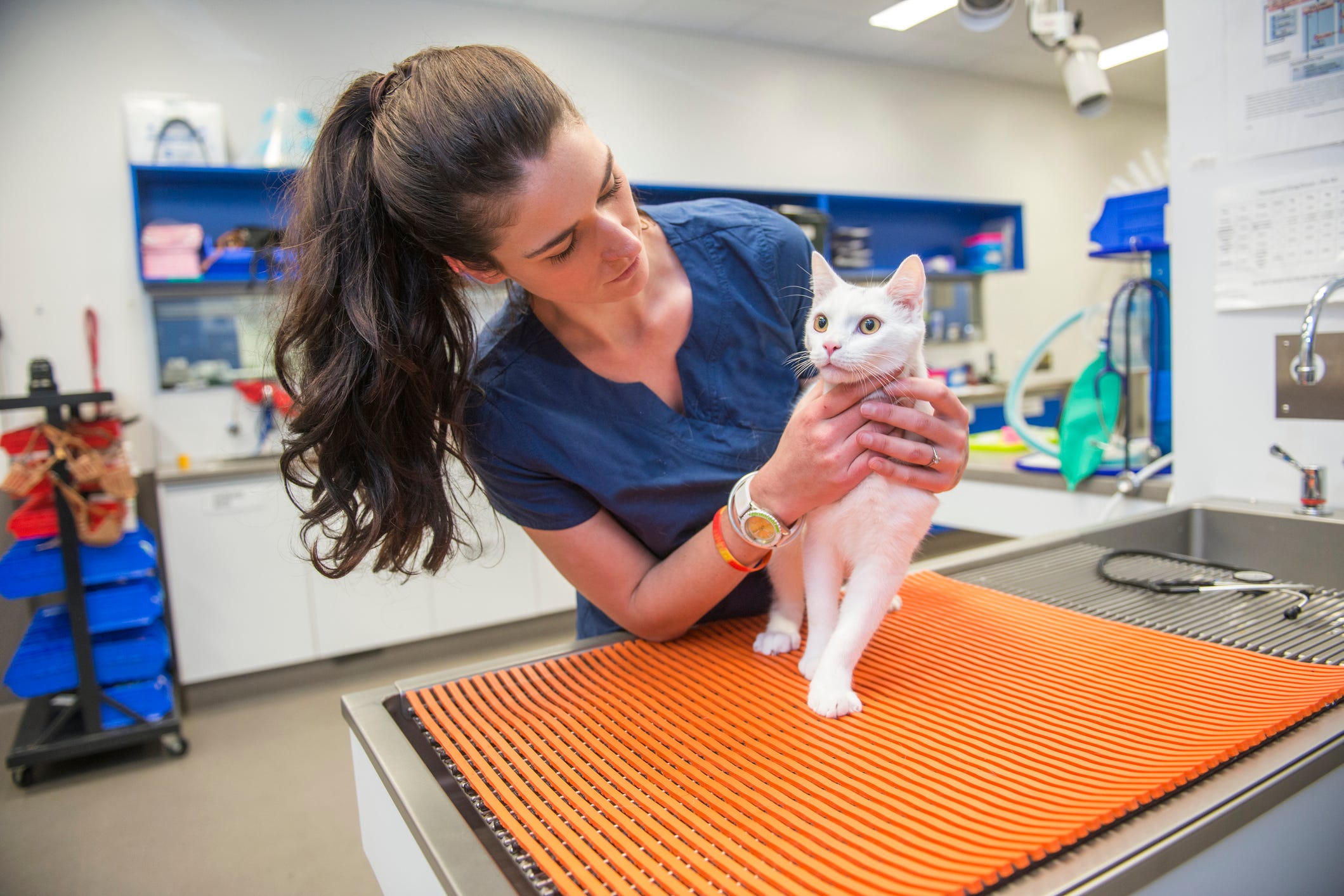 Ein Tierarzt untersucht eine weiße Katze