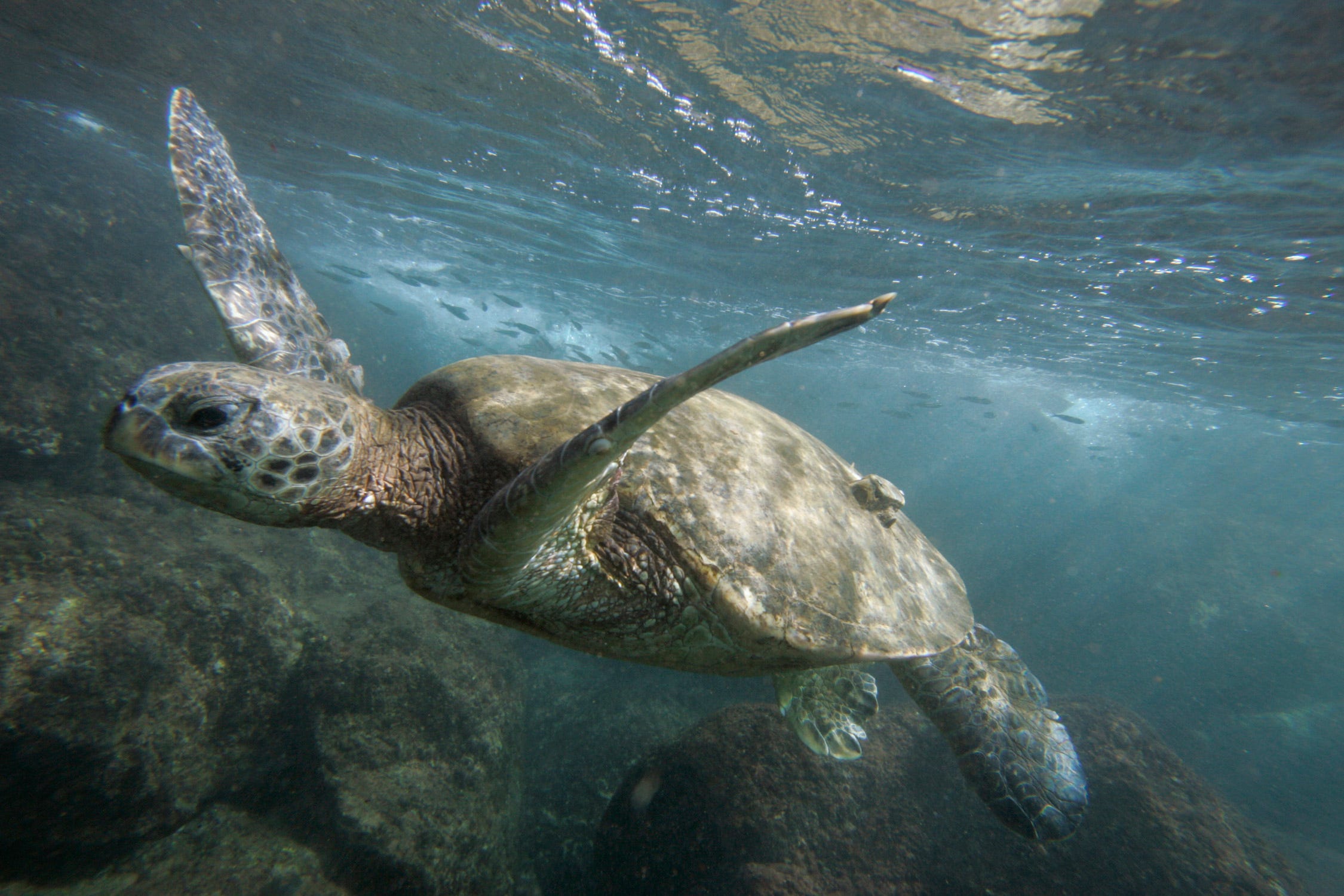 Grüne Meeresschildkröte schwimmt unter Wasser im klaren, blauen Meer mit moosigen Felsen darunter und Fischen im Hintergrund
