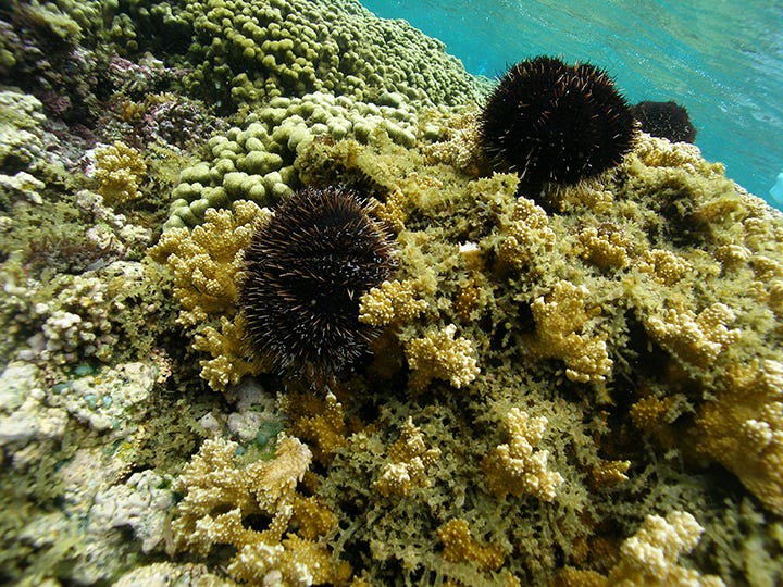 Invasive Algen auf einem Korallenriff in Hawaii