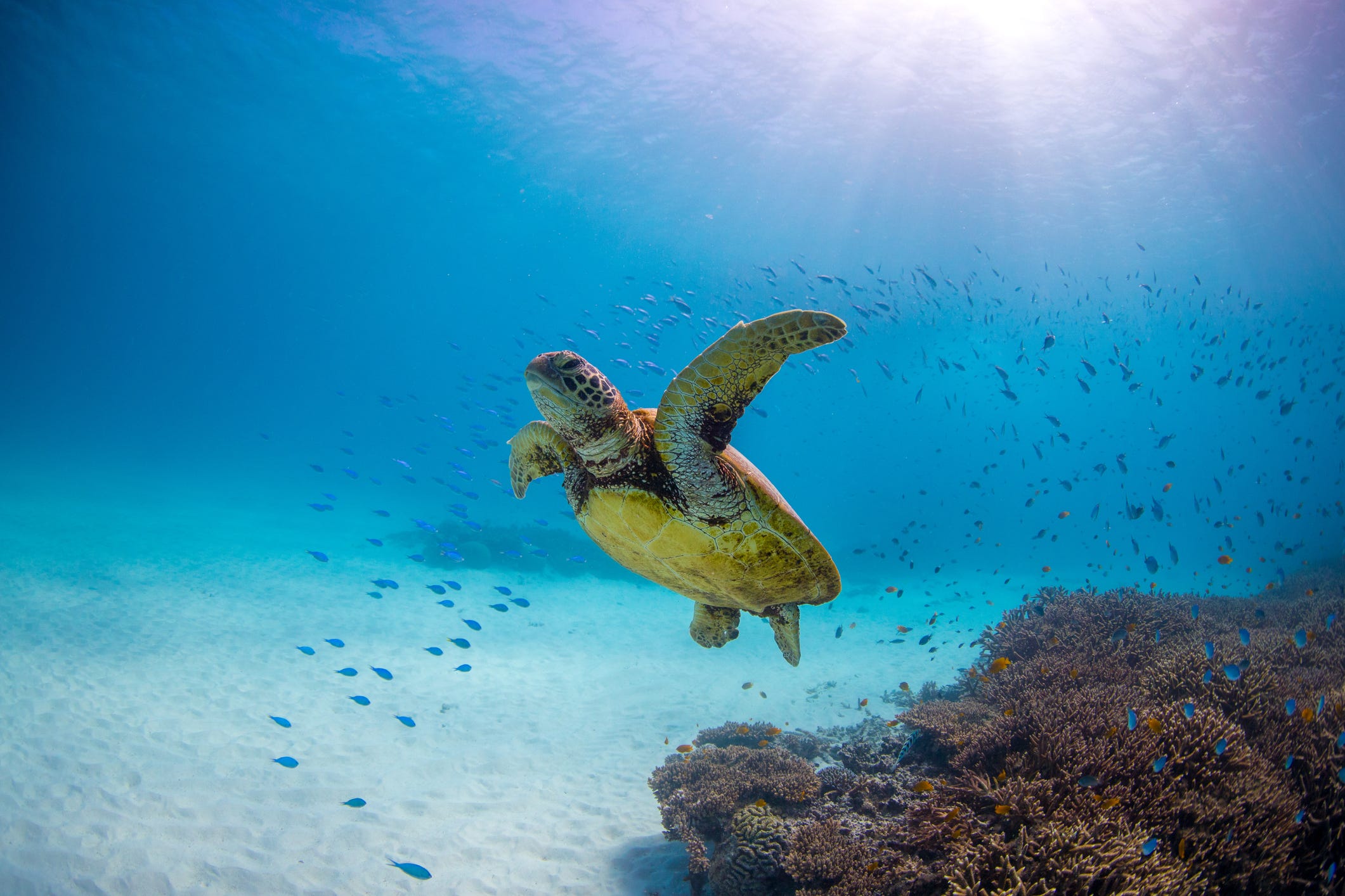 Eine Grüne Meeresschildkröte schwimmt durch ein Korallenriff