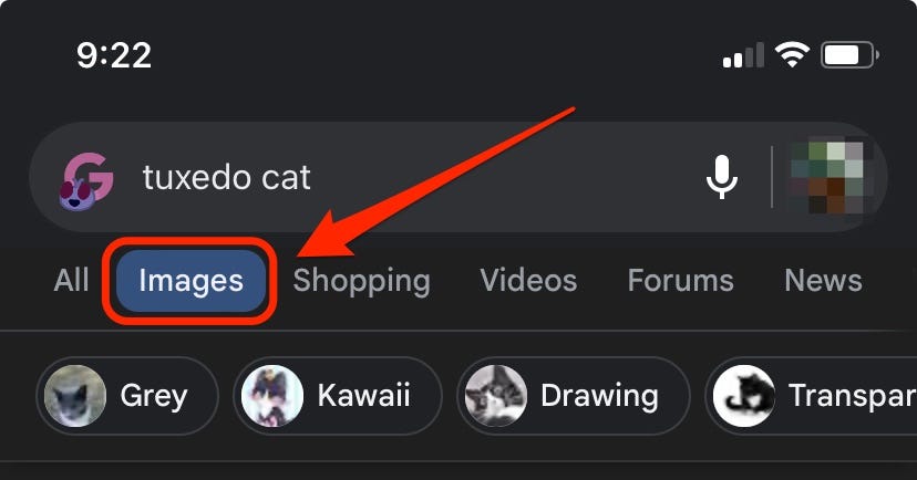 Ein Screenshot einer Google-Suche nach „Tuxedo Cat“ zeigt die Registerkarte „Bilder“, hervorgehoben durch ein rotes Kästchen und einen Pfeil.