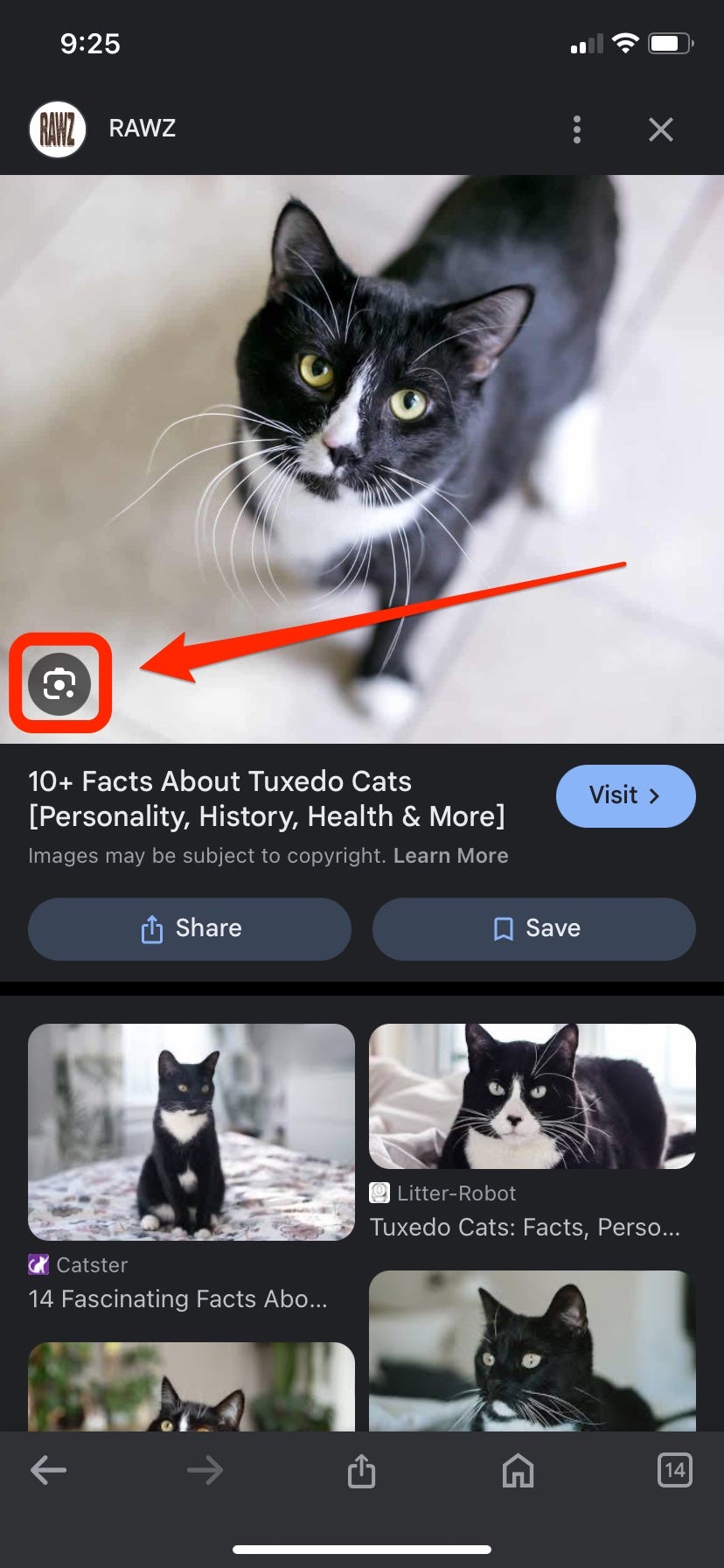 Ein Screenshot der Google Bildersuchergebnisse für „Tuxedo Cat“ zeigt das Google Lens-Symbol, hervorgehoben durch ein rotes Kästchen und einen Pfeil.