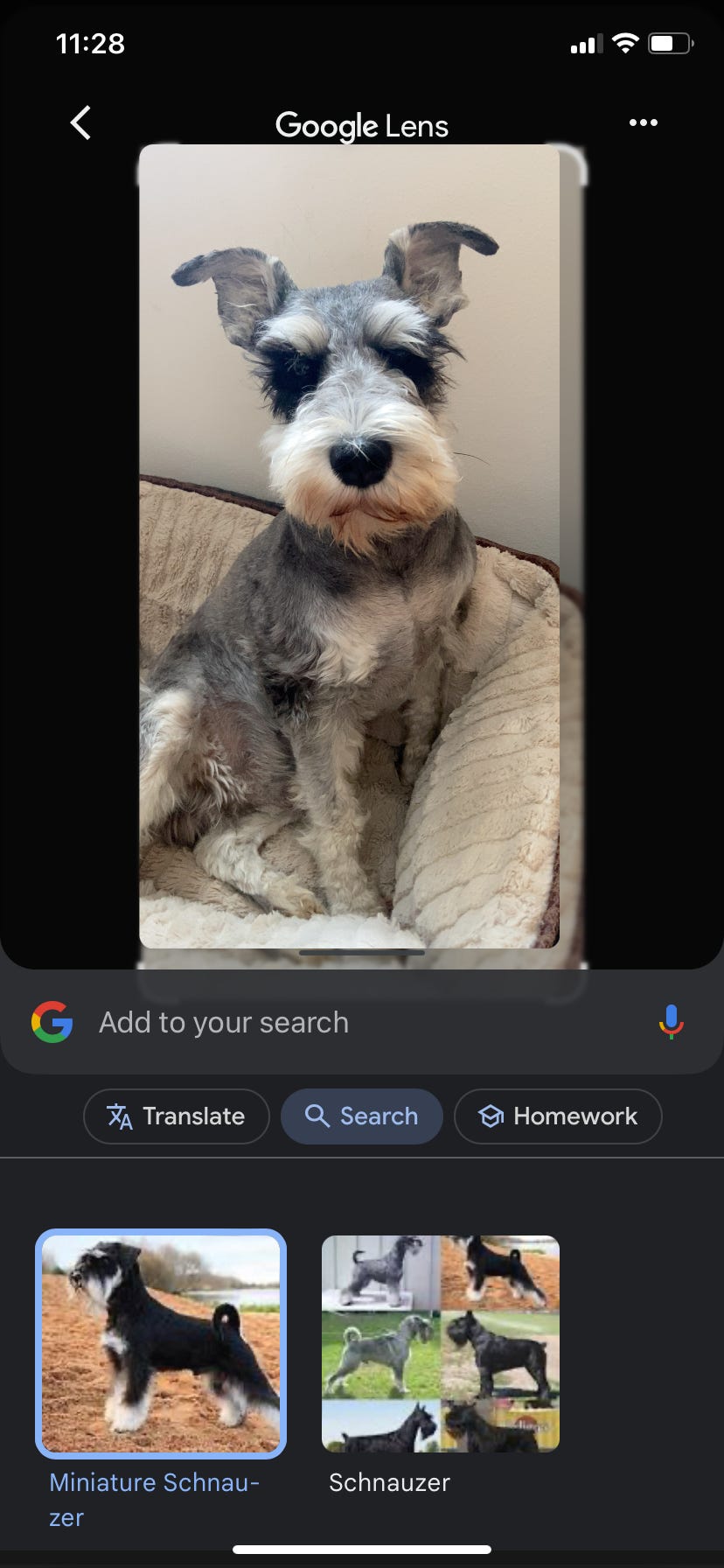 Ein Screenshot von Google Lens zeigt eine Bildersuche nach dem Hund Jasper mit Suchergebnissen für Zwergschnauzer und Schnauzer.
