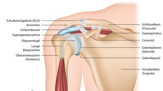 Shoulder joint anatomy