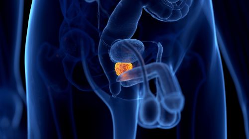 Prostata-Wissen: Zehn Fakten über die Vorsteherdrüse
