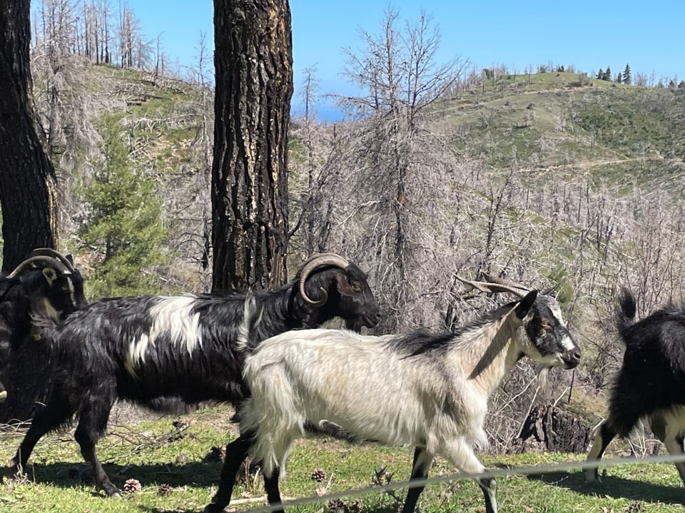Goats in a wooded area with bare trees in the background.