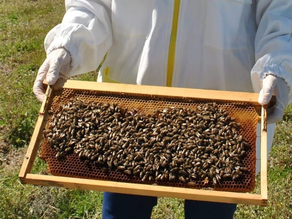 Beekeeper in protective suit holds a honeycomb full of bees.