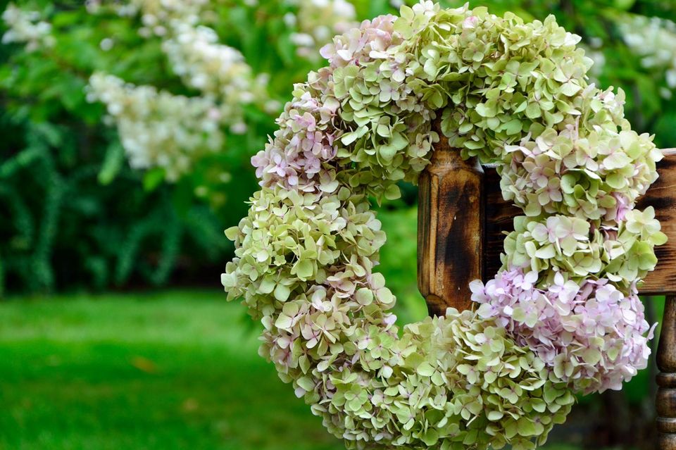 Make your own garden decoration: wreath made of hydrangeas