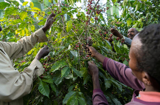 Farmers harvest coffee cherries in Sidama, Ethiopia, November 2018.