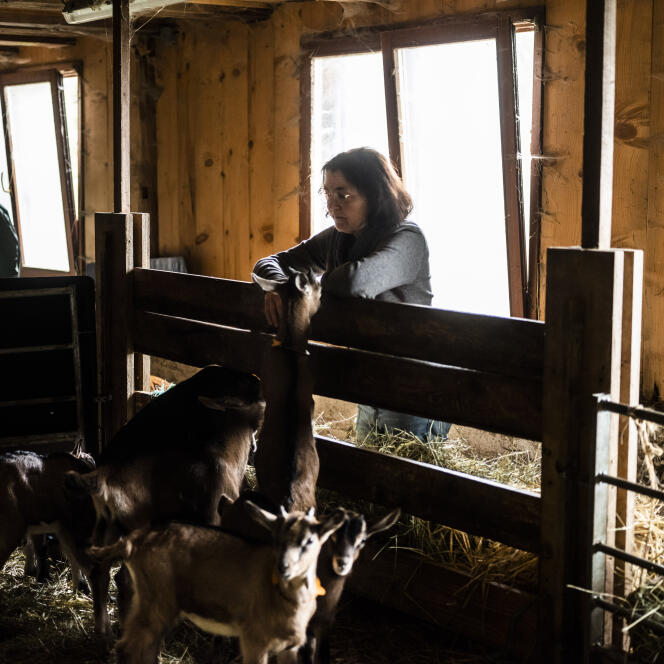 Frédérique Giovanni, in her Bambois goat farm, in Lapoutroie (Haut-Rhin), April 26, 2024. 