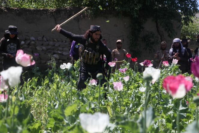Afghan security forces destroy a poppy field in the Argo district, May 13, 2024.