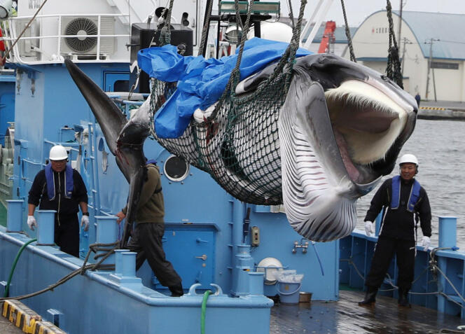 A Minke whale unloaded after commercial whaling at a port in Kushiro, Hokkaido Prefecture, Japan, July 1, 2019.