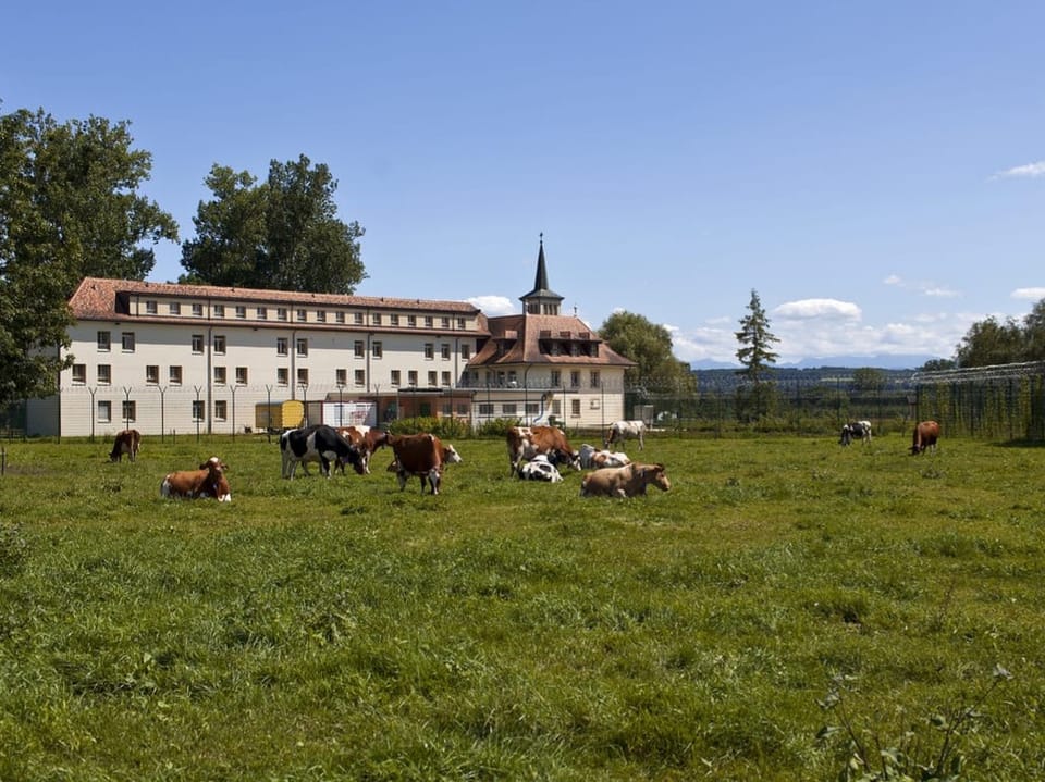 Green meadow with cows, buildings in the background, prison fence in between
