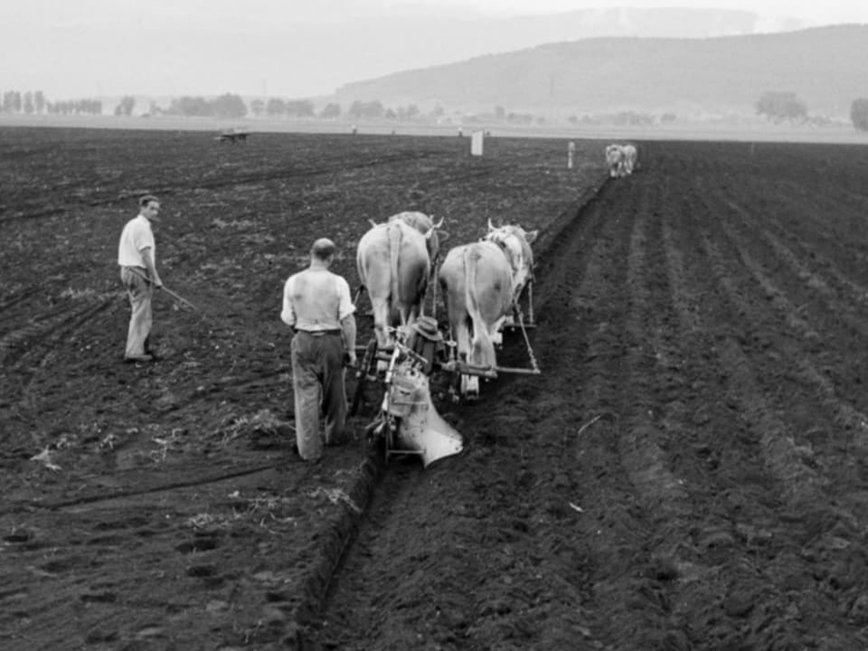 Two men working with oxen in the field, black and white photo